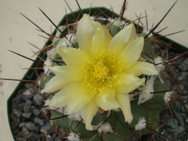 Copiapoa_esmeraldana_3